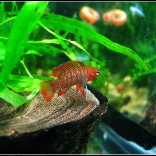 最小恐龍魚長什么樣子