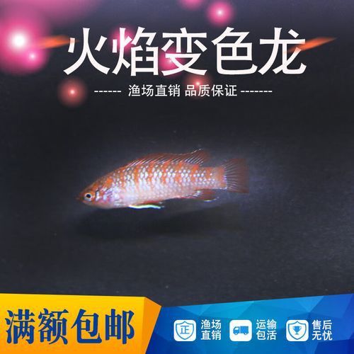 最小恐龍魚長什么樣子