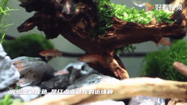 最小恐龍魚長什么樣子