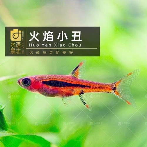 最小恐龍魚長什么樣子