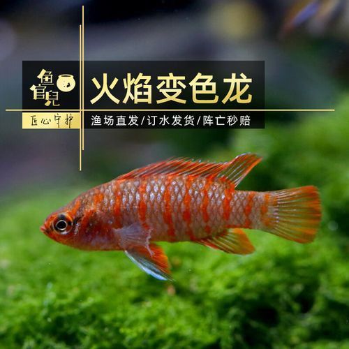最小恐龍魚長什么樣子