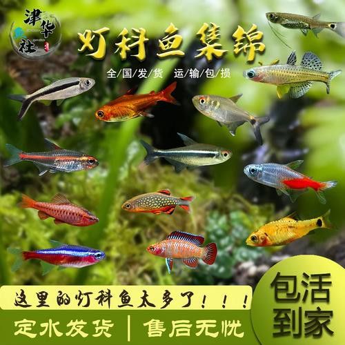 最小恐龍魚長什么樣子