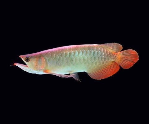 龍魚在哪個國家（亞洲龍魚的原產地主要在東南亞地區）