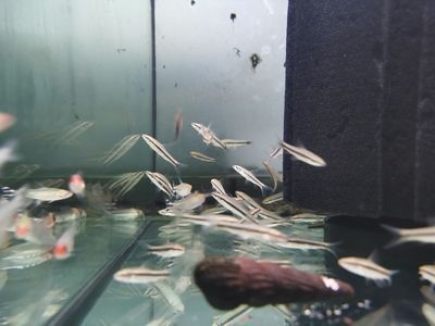 龍魚缸里養什么清潔工最好養：黃金達摩與龍魚混養注意事項