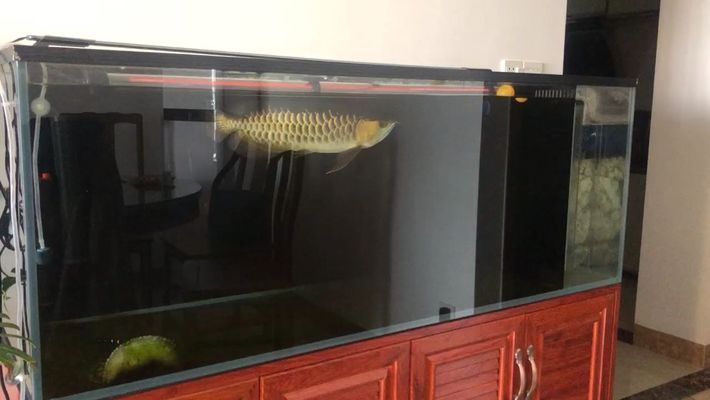 龍魚缸里養什么清潔工最好養：黃金達摩與龍魚混養注意事項