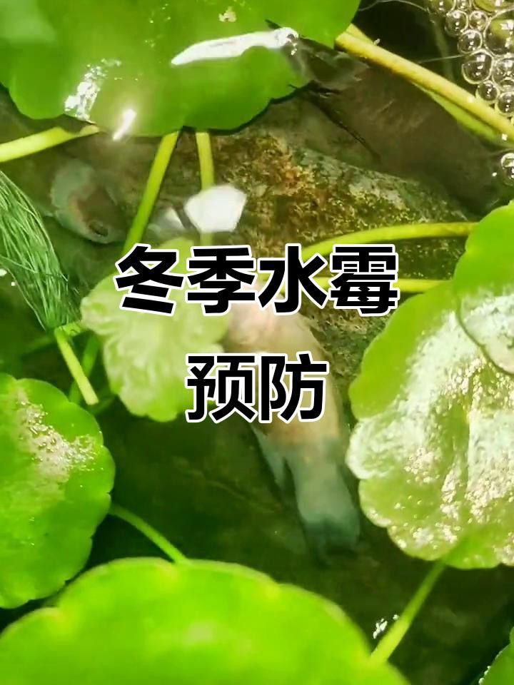 如何預防龍魚的水霉病？