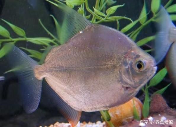 龍魚配什么魚：適合與龍魚搭配的魚類類型及其理由，龍魚混養水質管理技巧