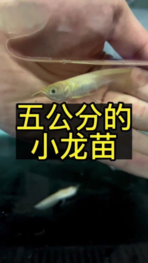 金龍魚(yú)苗有幾百元的嗎