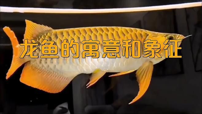 龍頭魚飾品有哪些寓意和象征？