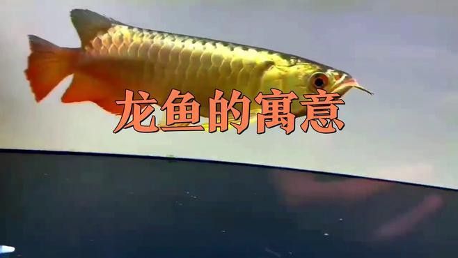 龍頭魚飾品有哪些寓意和象征？