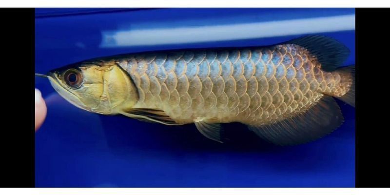 過背金龍藍(lán)底養(yǎng)殖技巧 過背金龍藍(lán)底養(yǎng)殖技巧 龍魚百科 第2張