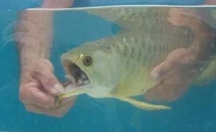 紅龍魚背景選什么顏色好看又好養呢圖片（紅龍魚背景選什么顏色好看又好養呢圖片大全）