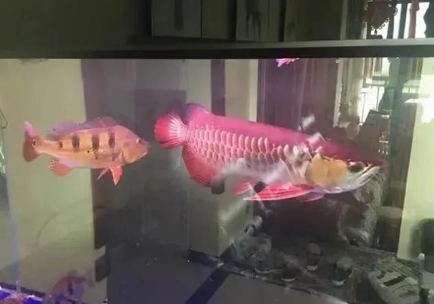 藍底過背和古典哪個貴