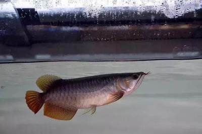 養(yǎng)龍魚(yú)溫度多少合適呢冬天：養(yǎng)龍魚(yú)時(shí)溫度控制是非常關(guān)鍵的一步