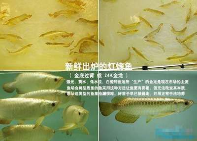 鑒別龍魚底色是否干凈的方法（如何鑒別龍魚底色是否干凈）