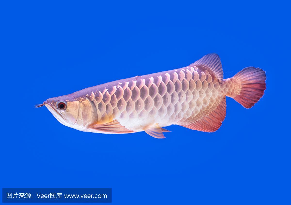 鑒別龍魚底色是否干凈的方法（如何鑒別龍魚底色是否干凈）