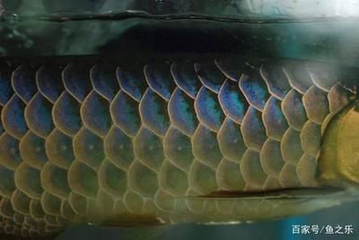 鑒別龍魚底色是否干凈的方法（如何鑒別龍魚底色是否干凈）