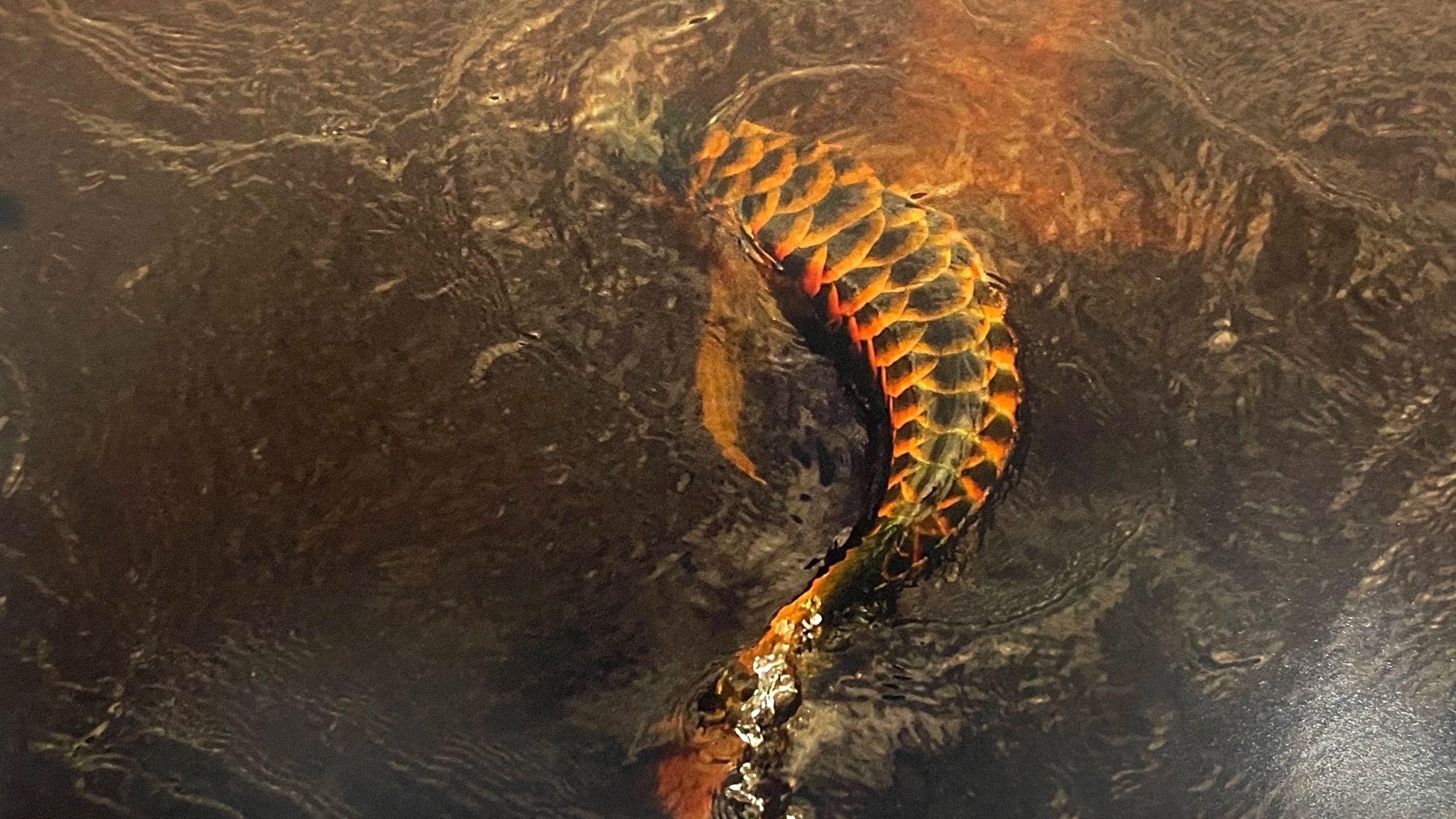 如何判斷龍魚苗的性別？