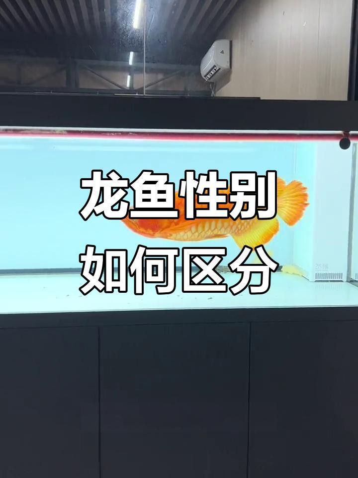 如何判斷龍魚苗的性別？