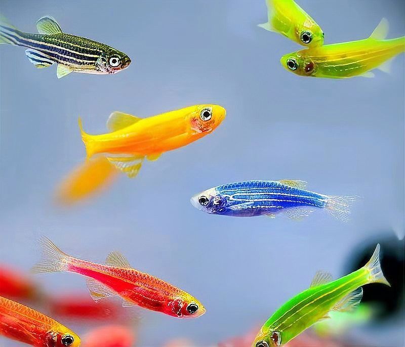 日本黃粉對龍魚的用量