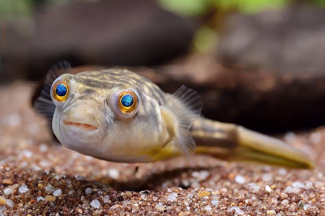 日本黃粉對龍魚的用量