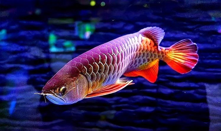 日本黃粉對龍魚的用量