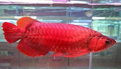 紅龍魚的分類和等級(紅龍魚的分類及種類) 龍魚百科 第1張 紅龍魚的分類和等級(紅龍魚的分類及種類) 紅龍魚的分類和等級(紅龍魚的分類及種類) 龍魚百科 第1張