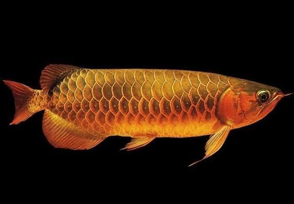 龍魚飼養手冊電子書：有聲書:龍魚飼養手冊