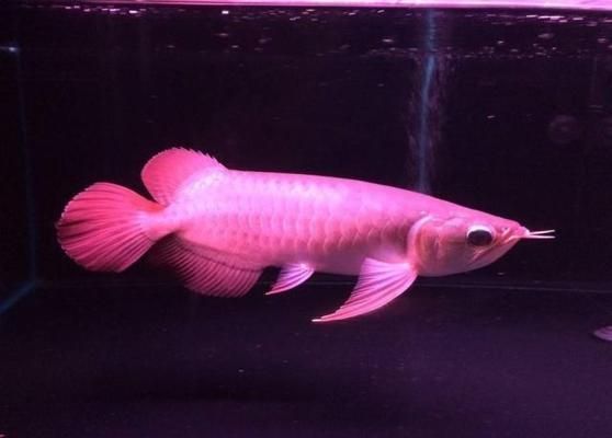龍魚飼養手冊電子書：有聲書:龍魚飼養手冊