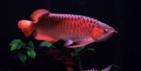 龍魚受驚嚇后開燈還是關燈養：龍魚受驚后的光照管理主要取決于其受驚的原因和程度