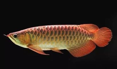 龍魚長須瘤會爬缸嗎：龍魚長須瘤會導致爬缸嗎