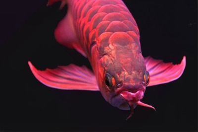 龍魚的食性（龍魚的飼養技術）