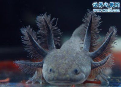 龍魚(yú)尾巴掉了能長(zhǎng)出來(lái)嗎：龍魚(yú)尾巴掉了能長(zhǎng)出來(lái)嗎，