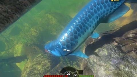 龍魚尾巴掉了能長出來嗎：龍魚尾巴掉了能長出來嗎，