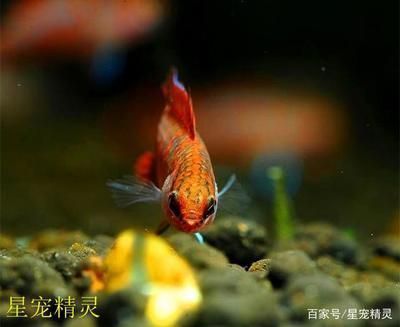 龍魚好玩嗎（龍魚作為一種觀賞價(jià)值）