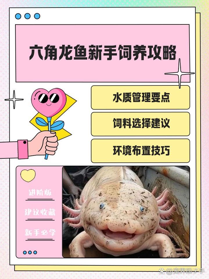 六角龍魚水位低