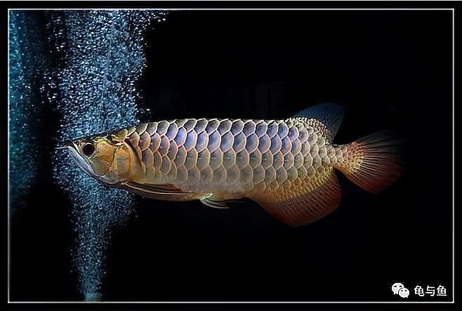 龍魚缸過濾系統需要多大的功率？