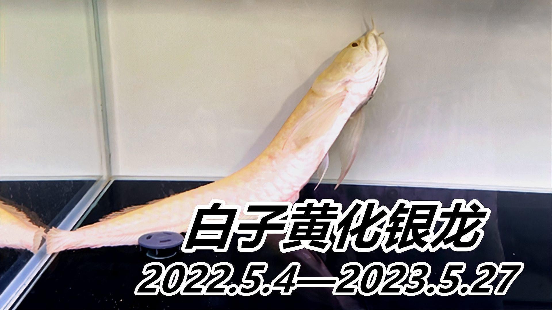 黃化銀龍魚養幾條