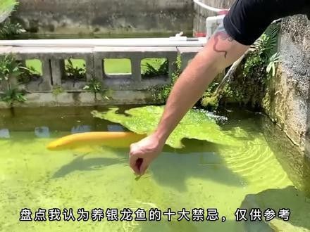 黃化銀龍魚養幾條