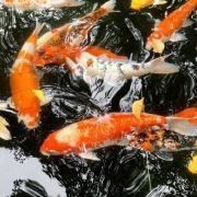 錦鯉愛好者論壇最新消息今天直播