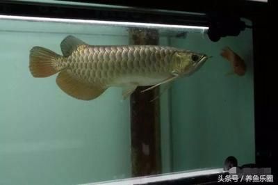 龍魚喂的太飽怎么辦：如何處理龍魚喂食過量的問題