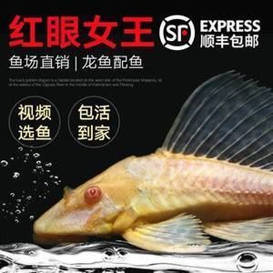 如果龍魚吃了女王魚的魚，龍魚是否會受到影響或死亡？：如果龍魚吃了另一種名為女王魚的魚，龍魚會受到影響或死亡