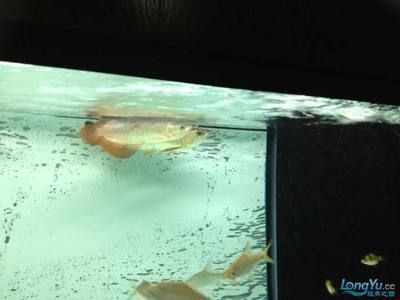 龍魚每天早上趴缸：龍魚早上趴在缸里的現象引起龍魚趴在缸里的現象及解決辦法