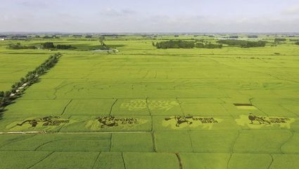 金龍魚種植基地地址（金龍魚種植基地位于中國廣東省佛山市南海區具體地址）