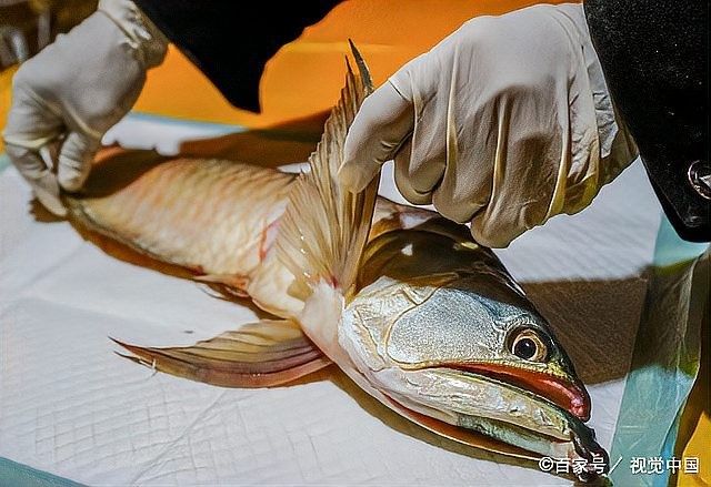 龍魚爛鰓手術費用大概是多少？