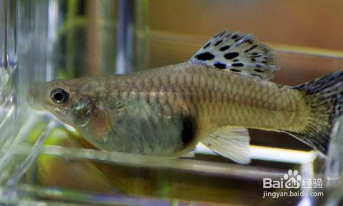 孔雀魚魚缸多久換一次水（夏季養孔雀魚的注意事項）