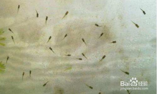 孔雀魚魚缸多久換一次水（夏季養孔雀魚的注意事項）