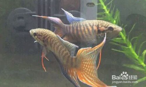 孔雀魚魚缸多久換一次水（夏季養孔雀魚的注意事項）