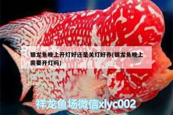 銀龍魚夜間照明的注意事項(xiàng)：如何設(shè)置魚缸夜間照明定時(shí)器