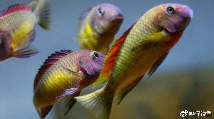 龍魚和蝴蝶鯉能一起養嗎怎么養：龍魚和蝴蝶鯉可以一起養，但需要考慮關鍵因素和細節
